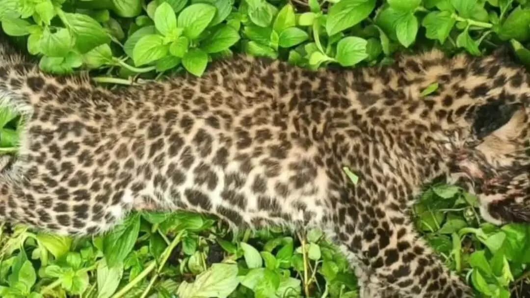 কালচিনি: মথুরা চা-বাগানে লেপার্ড মৃতদেহ উদ্ধার, চাঞ্চল্য এলাকায়