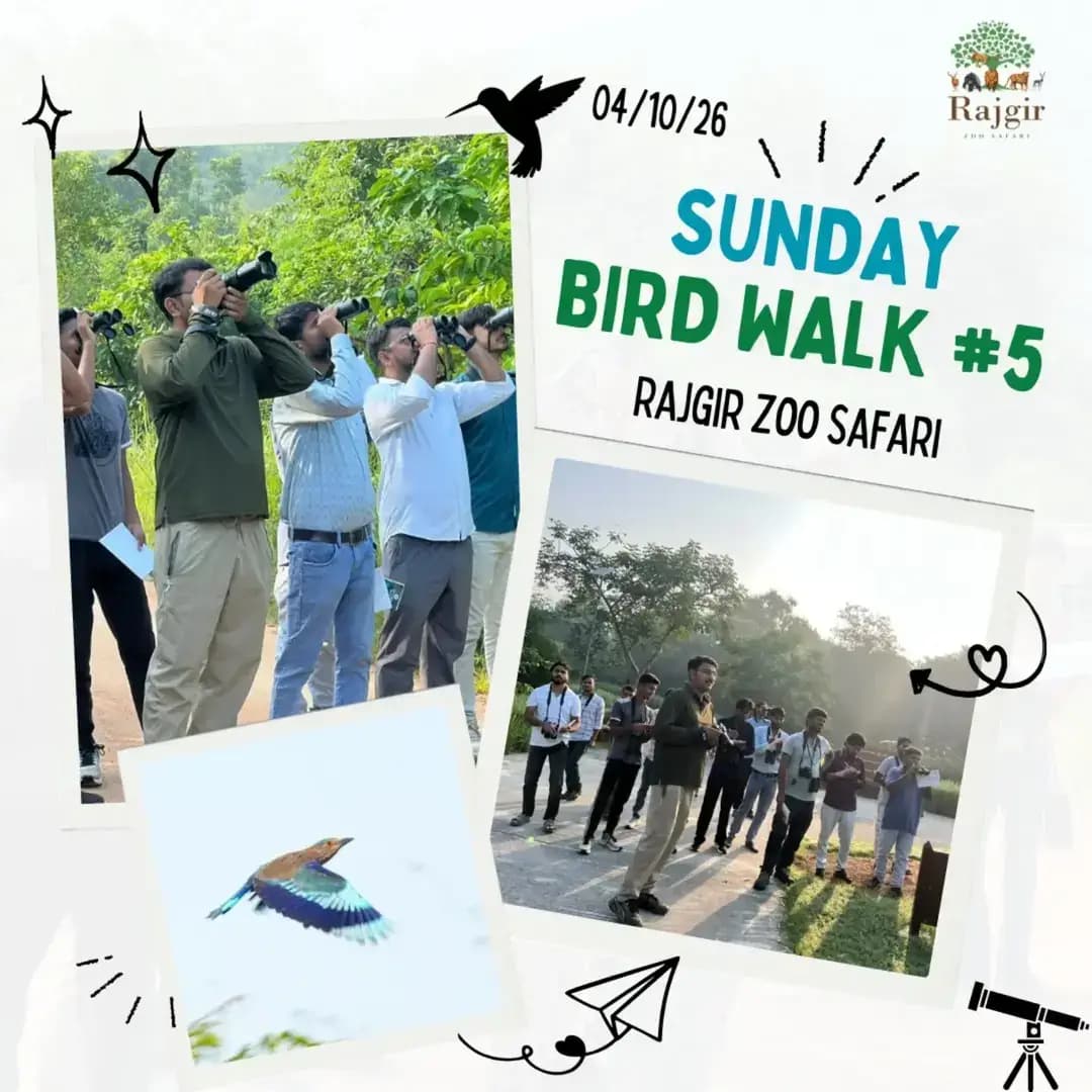  #WildlifeWeek2026 - Day 3 ! 🦋
As part of our ongoing Wildlife Week celebrations, Rajgir Zoo Safari—in collaboration with the Magdh Conservation Trust @mnctindia —successfully hosted an exciting 'Bird & Butterfly Walk' on October 4!
✨ Event Highlights:
🪶30 enthusiastic participants explored the lush natural landscapes of the zoo safari.
🪶Spotted around 20 bird species and 40 different butterfly varieties in their natural habitat!
🪶Focused on spreading awareness about local biodiversity, ecological balance, and wildlife conservation.
Ramsundar M, Director, RZS distributed certificates and interacted with the students.
#RajgirZooSafari #rajgirnaturesafari #BirdWatching #ButterflyWalk