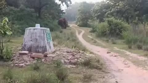 चंदिया: 5 दिन में कॉलर वाले हाथी ने तय किया 100 KM से ज्यादा सफर, दर्रहा फाटक के जंगल में 2 दिन से डेरा—रेलवे, बिजली विभाग अलर्ट