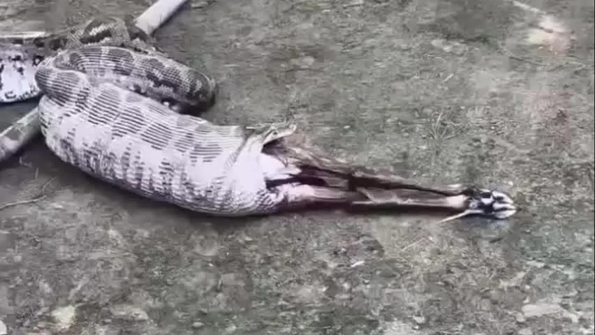 सैदपुर: धान के खेत में 12 फीट लंबे अजगर ने नीलगाय के बच्चे को लील लिया, देखकर किसान के उड़े होश