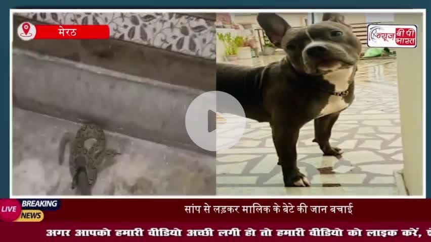 मेरठ: पालतू कुत्ते ने बचाई मालिक के बेटे की जान, जहरीले सांप से भिड़कर दी अपनी जान
#मेरठ #पालतू #कुत्ते #मालिक