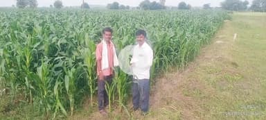 పెద్ద కొడప్గల్: పెద్దకొడఫ్గల్ లో మొక్కజొన్న పంటలను పరిశీలించిన వ్యవసాయాధికారి