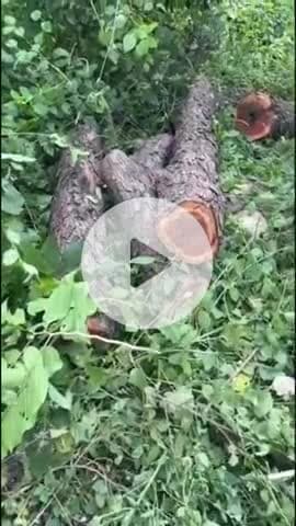 प्रताप नगर: कलेसर रेंज की भूड़कला बीट से तस्करों ने खैर के चार पेड़ काटे