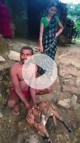 jehanabad. ! nadpura gau me huya Bakri accident! bakakri paln karne vale ramdhar yadav @ sarkar ke taraf se kuchh mille