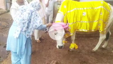 बहीन: कान्हा गोशाला बहीन में मनाया
गोपाष्टमी पर्व