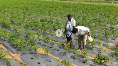 మల్హర్ రావు: నీట మునిగిన మిరప పంటలను పరిశీలించిన ఉద్యానవన శాఖ జిల్లా అధికారి సునీల్ కుమార్