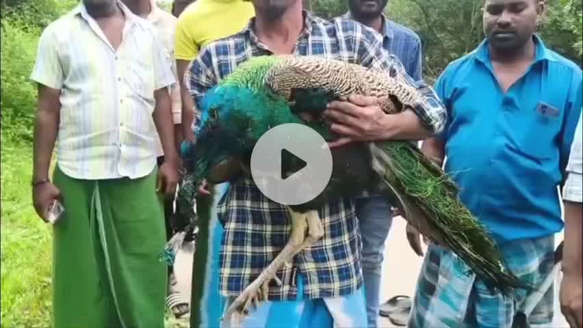 பள்ளிப்பட்டு: நொச்சிலி காப்புக் காட்டில் உயர் மின் அழுத்த கம்பியில் சிக்கி மயில் உயிரிழப்பு