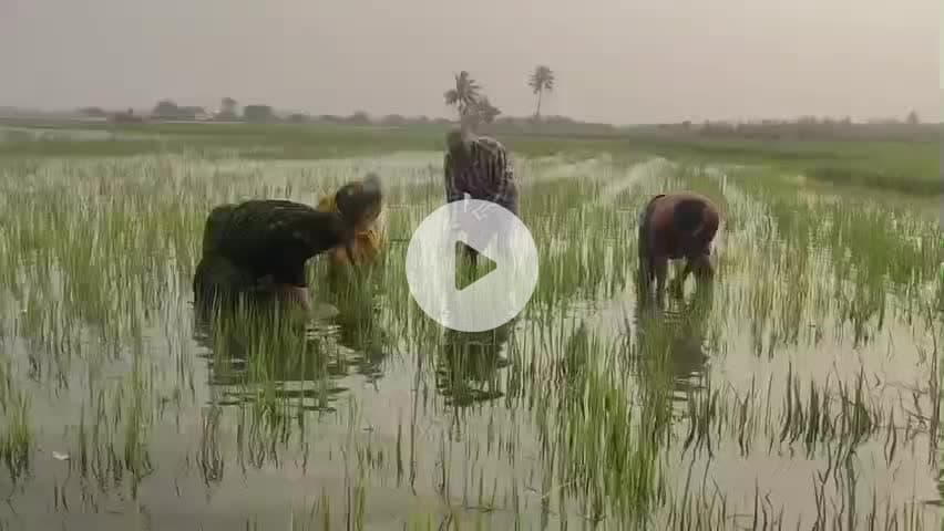 ஊத்துக்கோட்டை: உப்பரபாளையத்தில் கனமழை காரணமாக 200 ஏக்கர் நெற்பயிர்கள் நீரில் மூழ்கி சேதம்