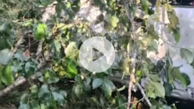 কার্শিয়ং: কার্শিয়াং থেকে সিটং ফেরার পথে গাড়ি খাদে পড়ে মৃত্যু হল তিনজনের