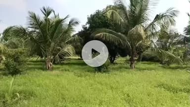 வத்திராயிருப்பு: வா புதுப்பட்டி பகுதியில் உள்ள விவசாய நிலத்துக்குள் புகுந்த ஒற்றை யானை தென்னை மா மரங்களை சேதப்படுத்தி விவசாய பயிர்களையும் நாசப்படுத்தியதாக வனத்துறை ..