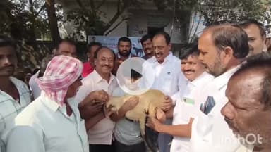 దామెర: పశు వైద్య శాఖ ఆధ్వర్యంలో ఉచిత నటల పంపిణీ కార్యక్రమం కి హాజరైన ఎమ్మెల్యే రేవూరి ప్రకాష్ రెడ్డి
