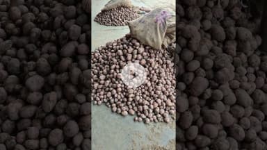 आज आलू के भाव में आया उछाल कानपुर मंडी में #aalukabhav #potato #farming