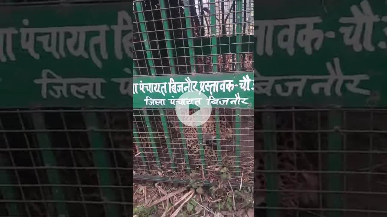 बिजनौर मंडावर के गांव खानपुर माघो में पिंजरे में कैद हुआ गुलदार #bijnornews #guldar #guldar_attack