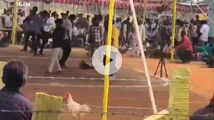 పెనమలూరు: కంకిపాడు మండలంలో విచ్చలవిడిగా కోడిపందాలు, టిడిపి నాయకులు దగ్గర ఉండి ఆడించినట్లు విమర్శలు