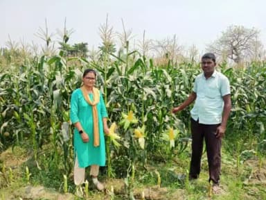किसानों को मक्का के साथ-साथ स्वीट कॉर्न की खेती करने के लिए भी किया जा रहा है प्रोत्साहित।🌾
📍चांदी पंचायत, पूर्णिया
#SweetCorn #Agriculture