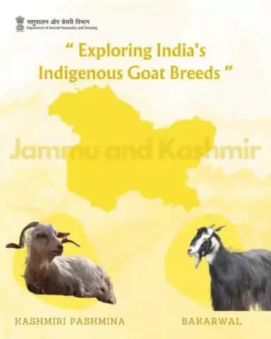 Nestled in the Himalayan valleys, Kashmiri Pashmina and Bakarwal goats are cherished treasures of Jammu and Kashmir, renowned for their luxurious fleece and hardiness. #KashmiriPashmina #Bakarwalgoats #HimalayanHeritage