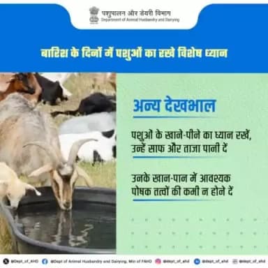 बरसात में पशुओं की विशेष देखभाल करें। उन्हें साफ और ताजा पानी दें, और खान-पान में पोषक तत्वों की कमी न होने दें। 🐄🌧️ #पशुपालन #AnimalCare #MonsoonSafety