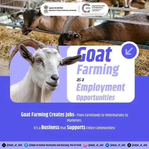 Goat Farming and Employment Opportunities
Creating jobs, building communities!
Goat farming provides employment opportunities from farmhands to marketers. A business that supports everyone!
#AnimalHusbandry #goatfarming