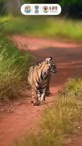 The wild is full of wonders. Let’s care for every creature that calls the forest home. #MorningFromTheNature #MissionLiFE #ProPlanetPeople @moefcc @gmblw
@railminindia